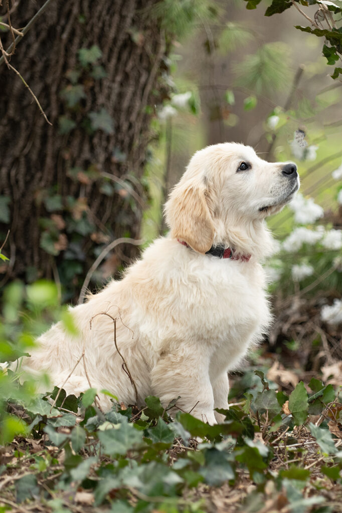 Golden Retriever Puppies for sale