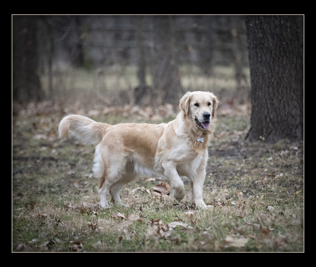 Best-Golden-Retriever-Puppies-in-USA