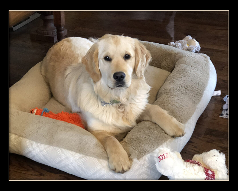 Best-Family-Dogs-Golden-Retrievers-in-Kansas