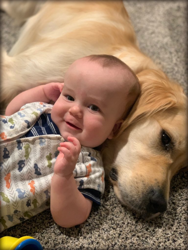 Best-Family-Dog-Golden-Retriever