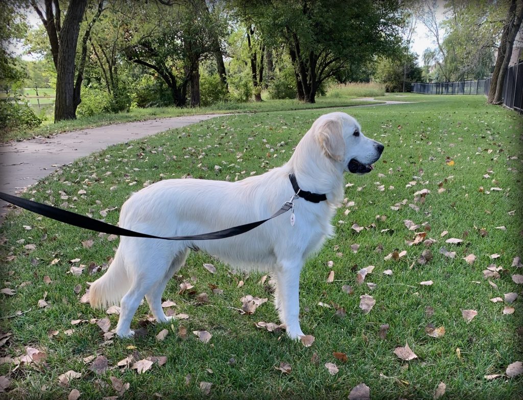 Best-Golden-Retriever-Breeder