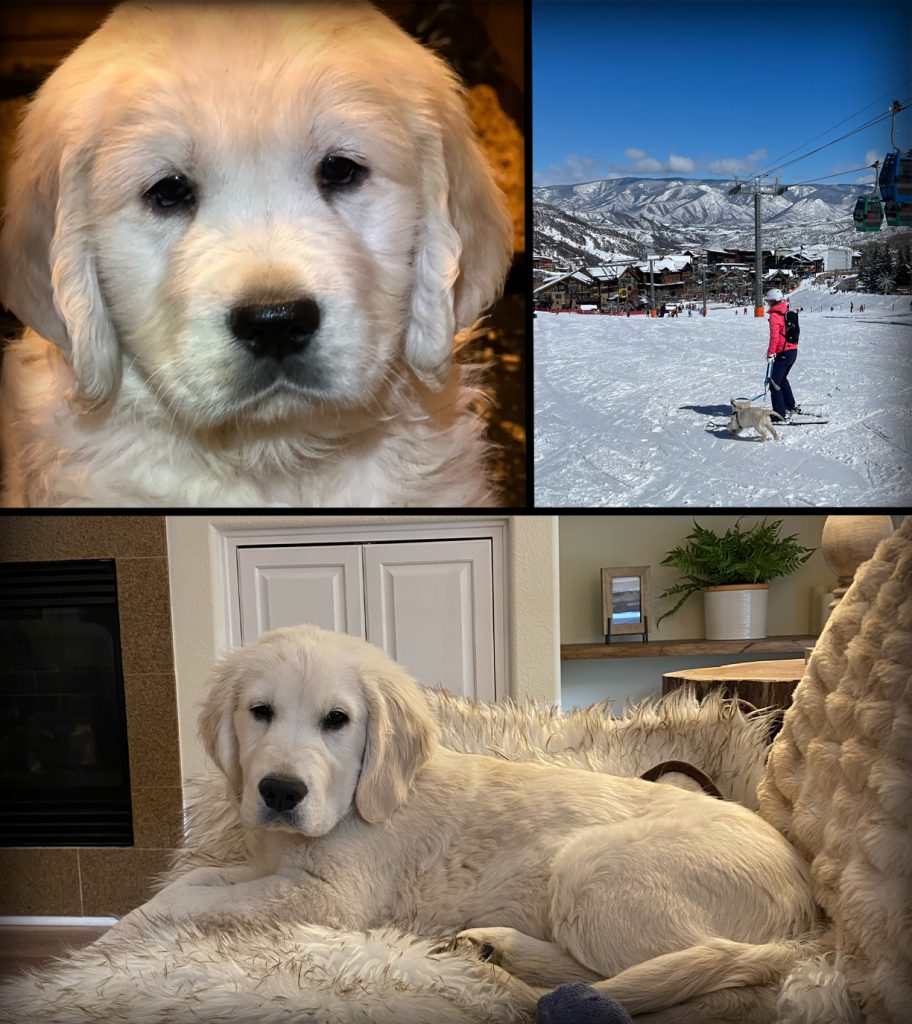 Colorado-Mountain-Dog-SimplyGolden-Puppies