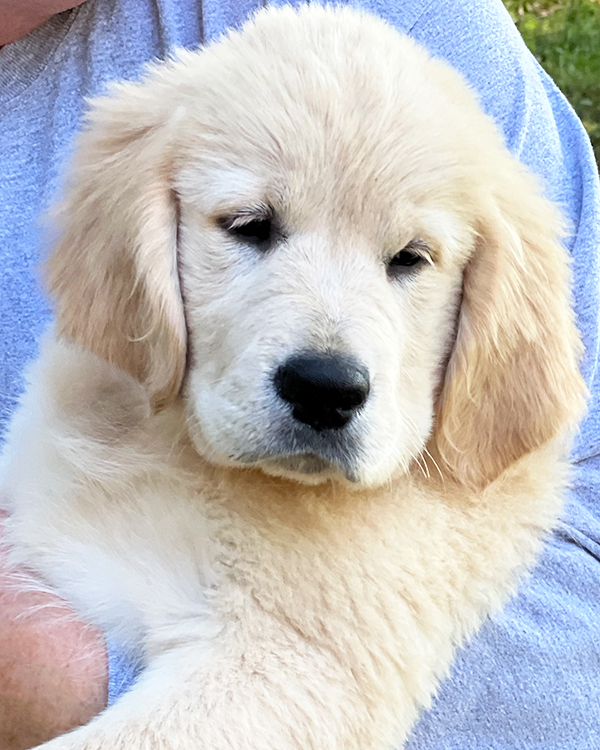 English-Cream-Golden-Retriever-Puppy-for-sale
