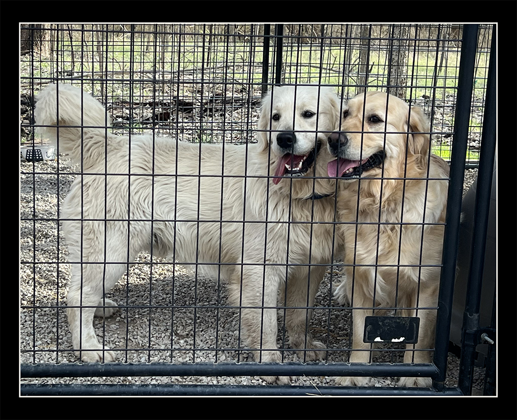 Best-Golden-Retriever-Puppies-in-Texas