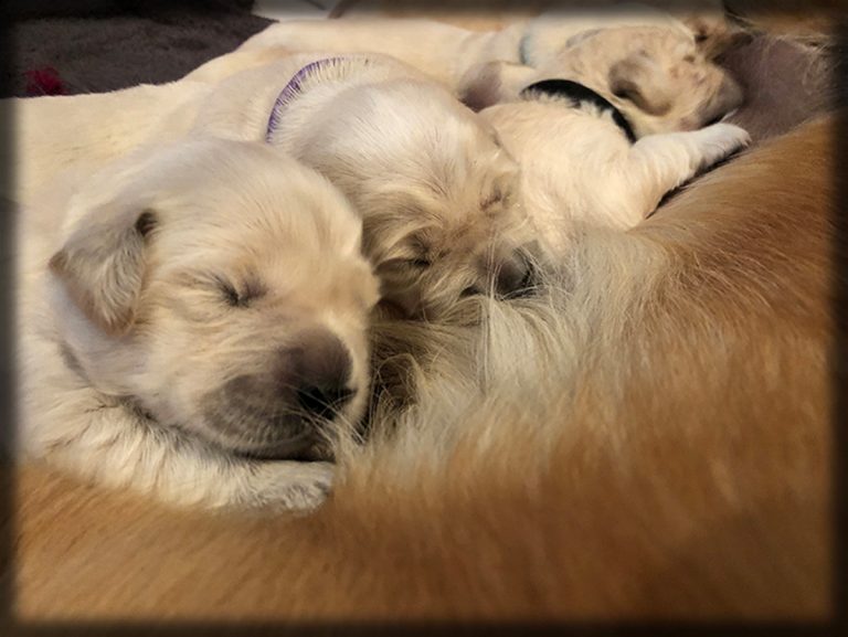 Golden-Retriever-Puppy-for-Sale