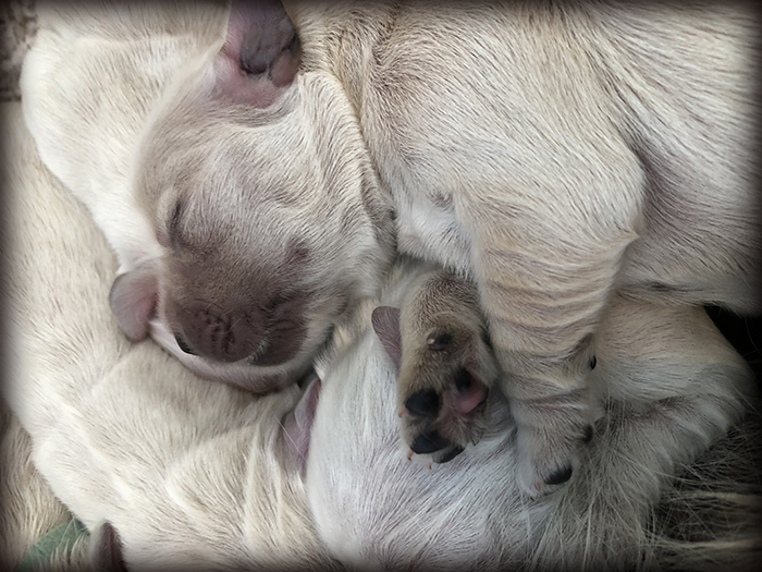 new-born-golden-retriever-puppies