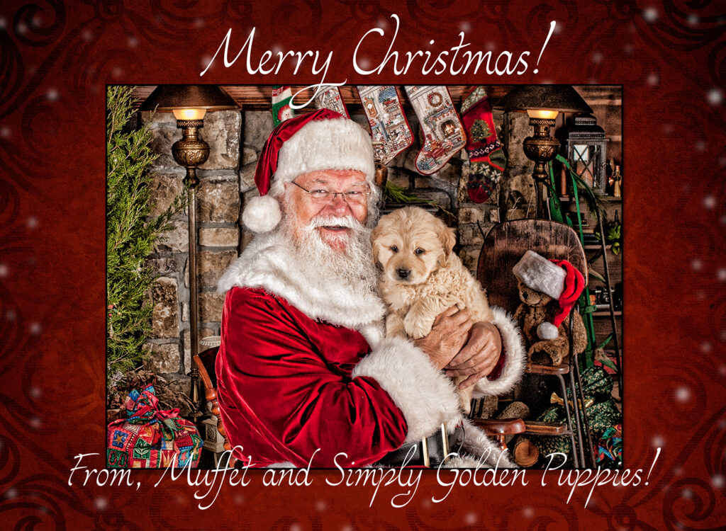 Golden-Retriever-puppy-with-Santa-Golden-Retriever-puppy-for-sale-Kansas