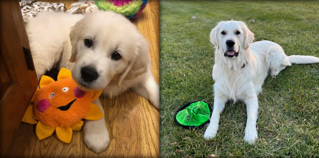 Golden-Retriever-puppy-for-sale