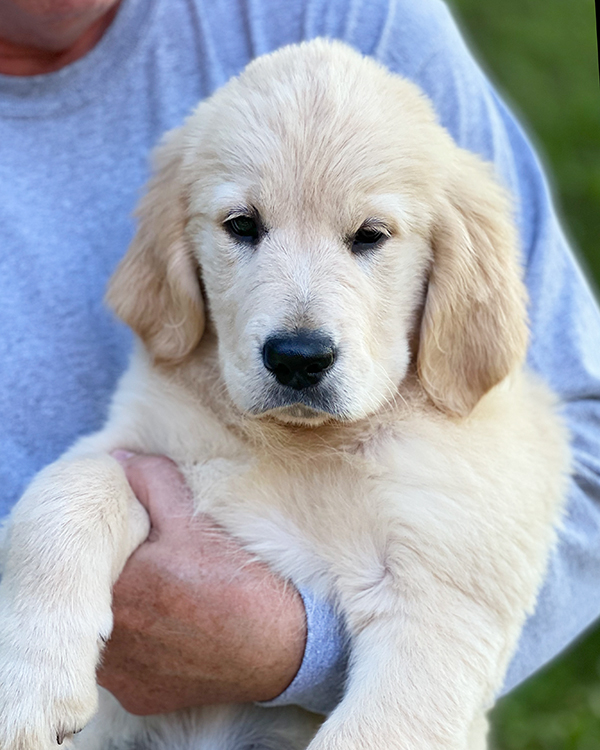 English-Cream-golden-retriever-puppies-for sale