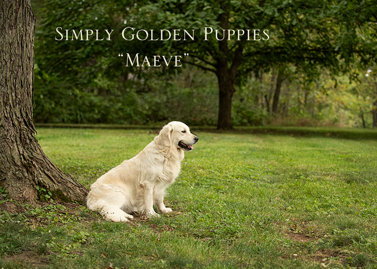 Champion_Golden_Retriever_Puppies_for_Sale_in_Kansas