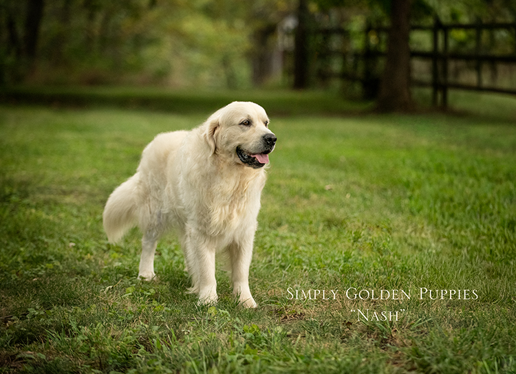 Simply_Golden_Puppies_for_Sale_Stud_Dog