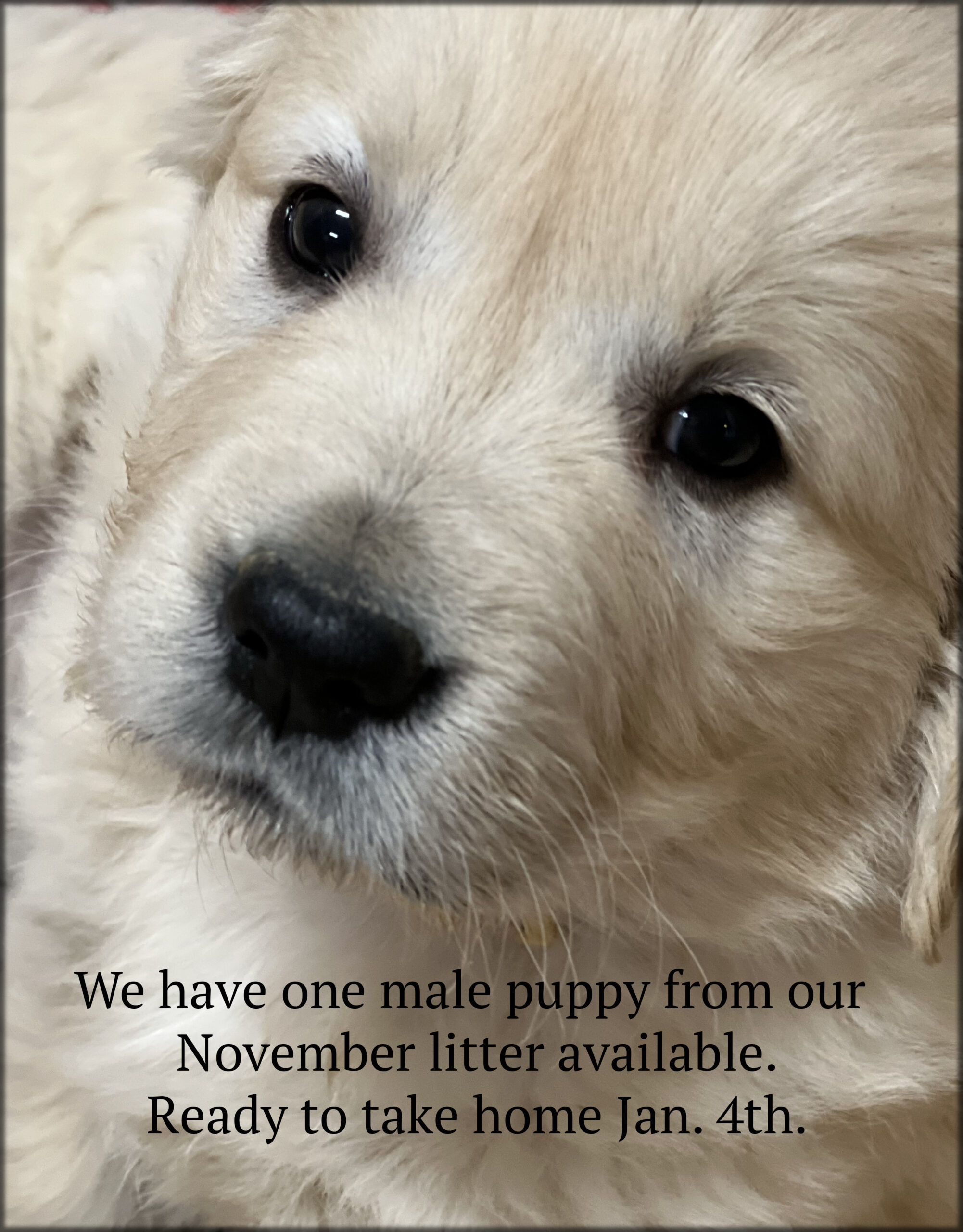 best golden retriever puppies for sale