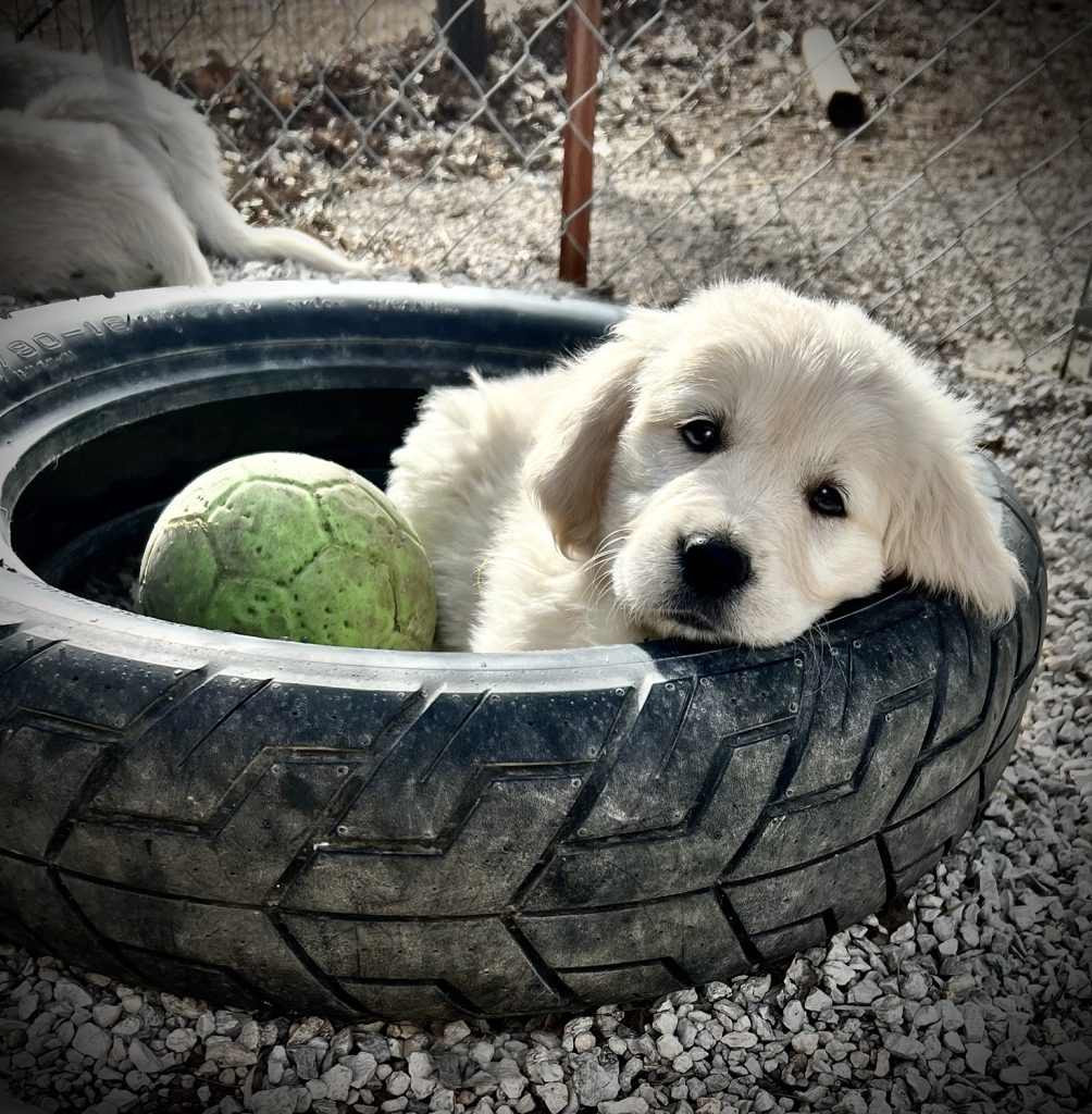 Golden_Retreiver_puppy_for_sale