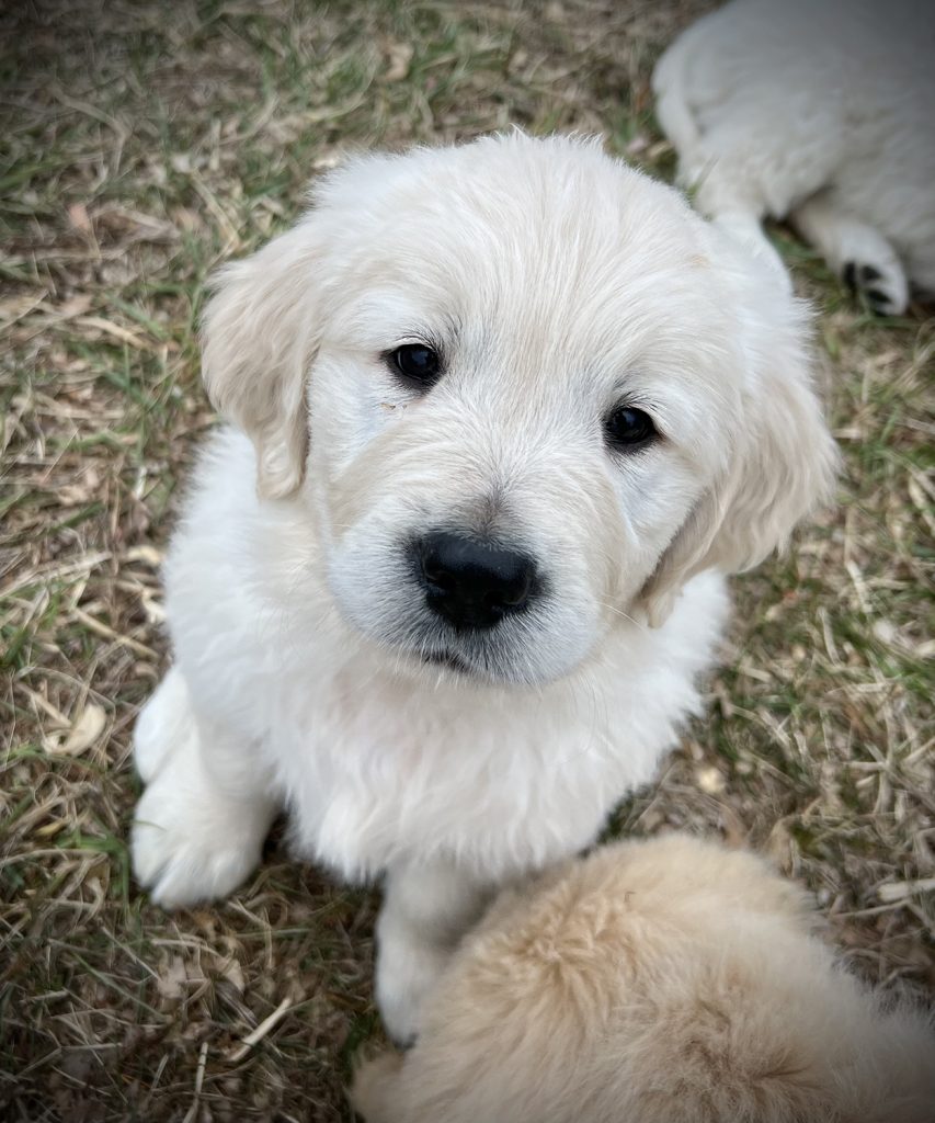 top_quality_Golden_Retriever_Puppy_for_sale