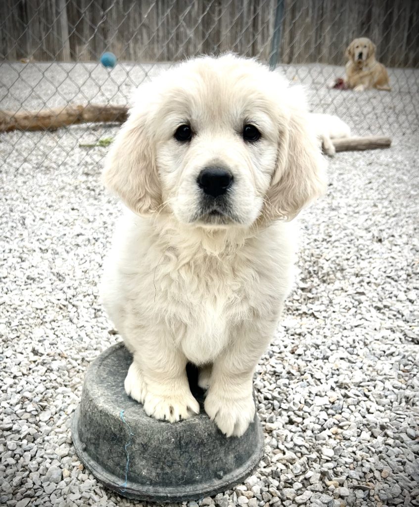 Golden_Retriever_Puppy_for_sale