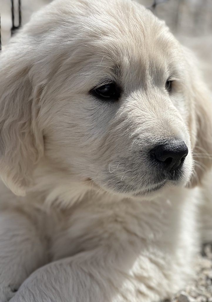 Golden_Retreiver_puppy_for_sale