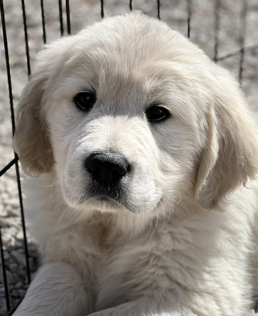 Golden_Retreiver_puppy_for_sale