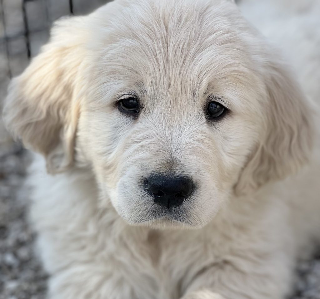 top_quality_Golden_Retriever_Puppy_for_sale