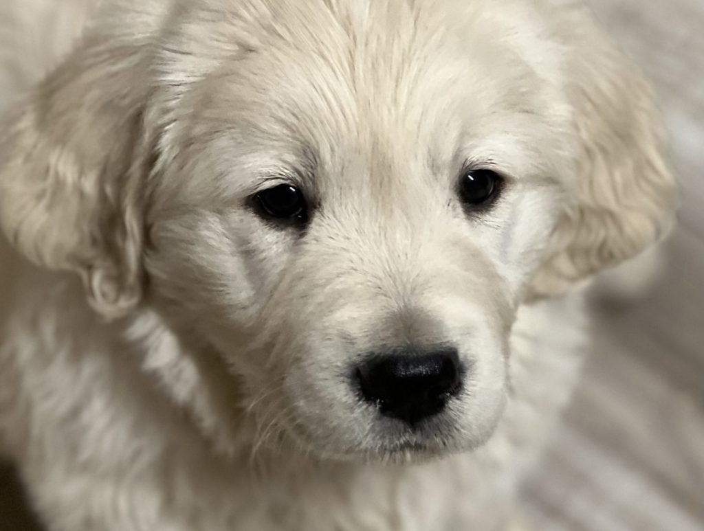 Golden_Retriever_Puppies_for_sale