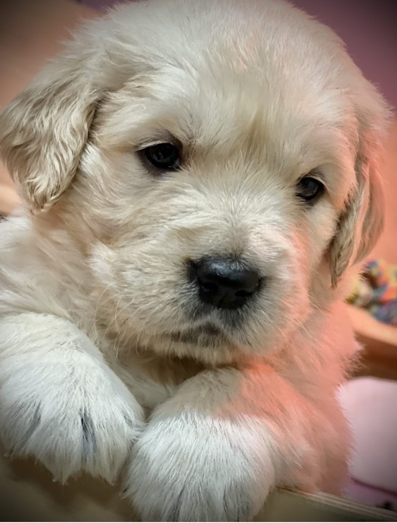 4_week_old_golden_retriever_puppy