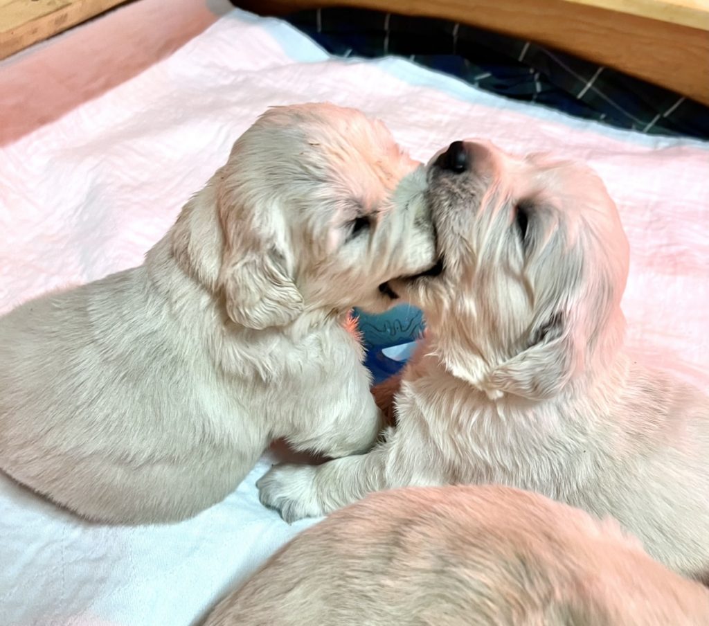 3_week_Golden_retriever_puppy