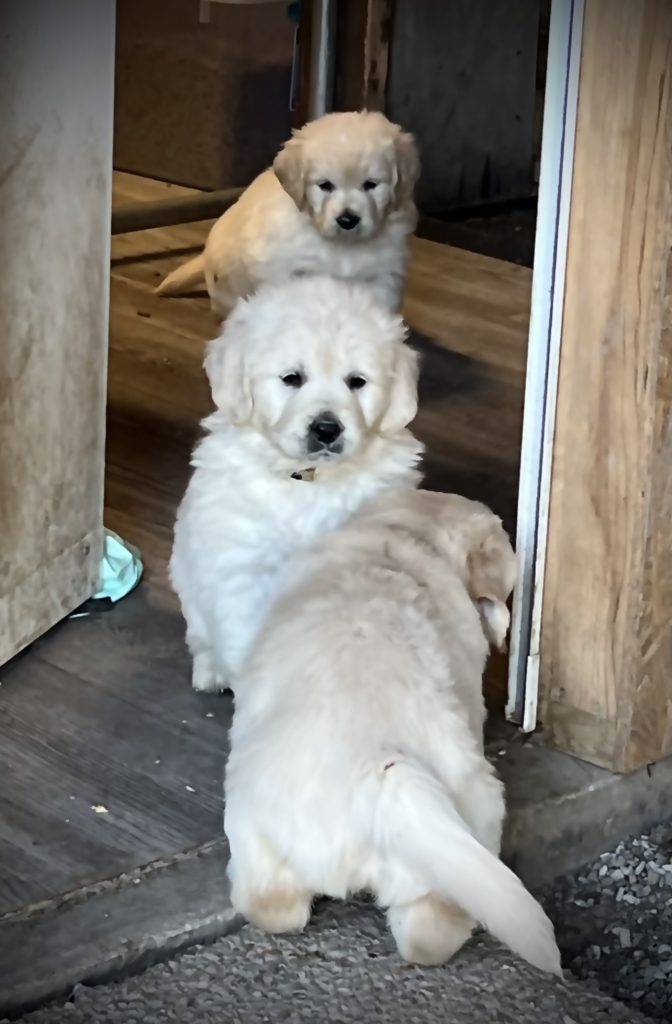 six_week_old_golden_retriever_puppy