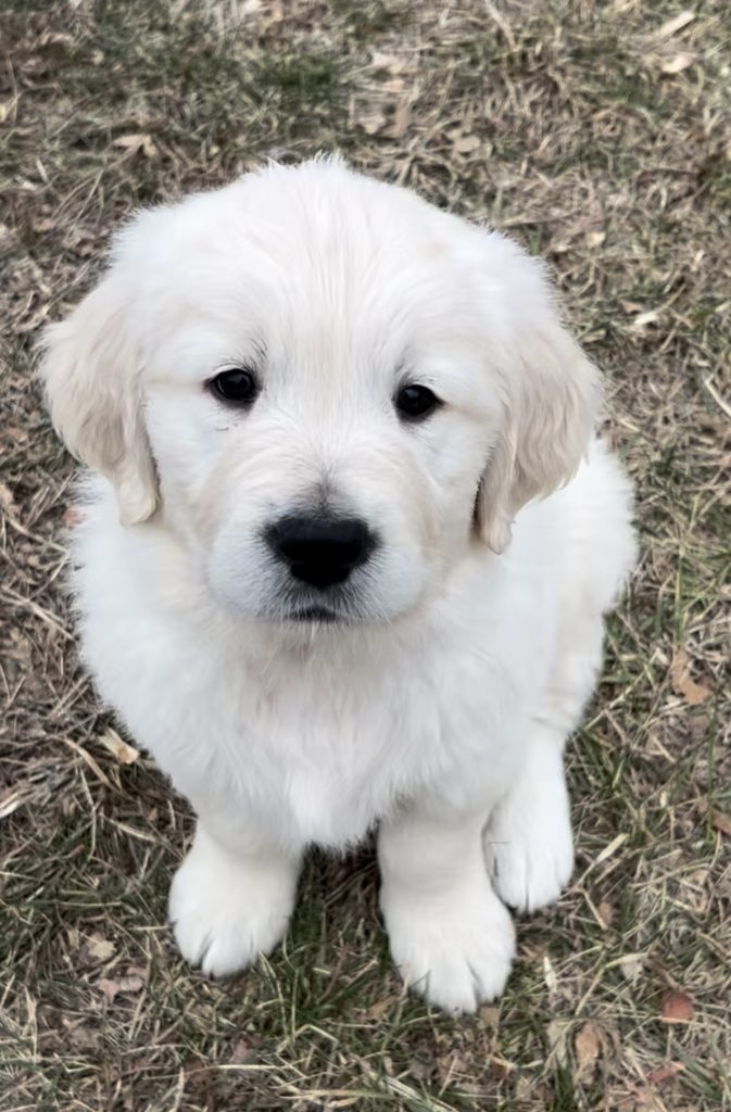 seven_week_old_golden_retriever_puppy