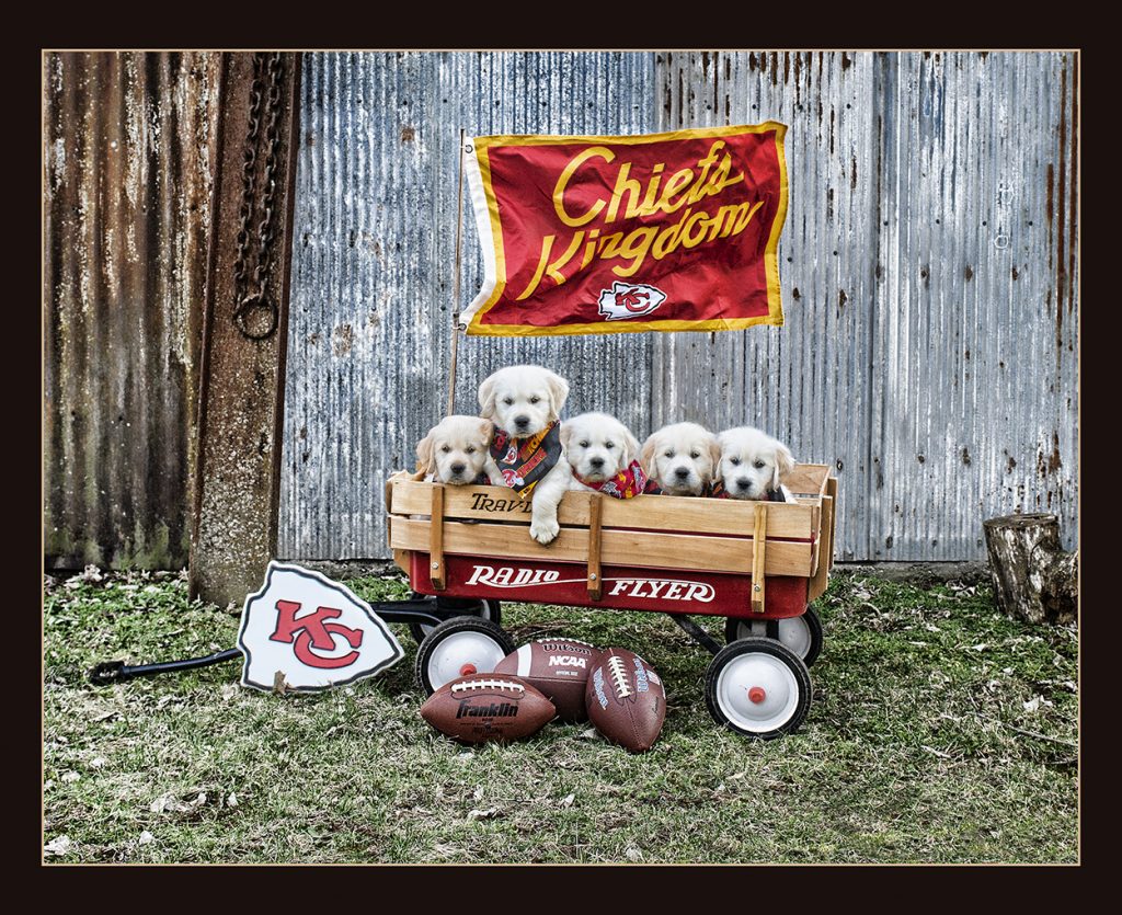 simply_golden_puppies,KC_Chiefs_football, Football_fans,Football_puppies