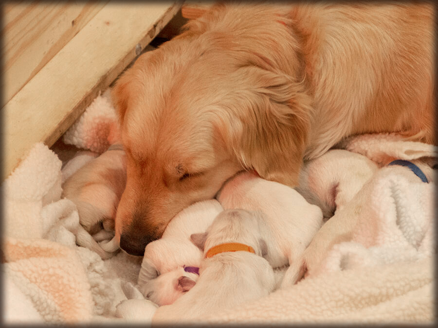 new-born-golden-retriever-puppies