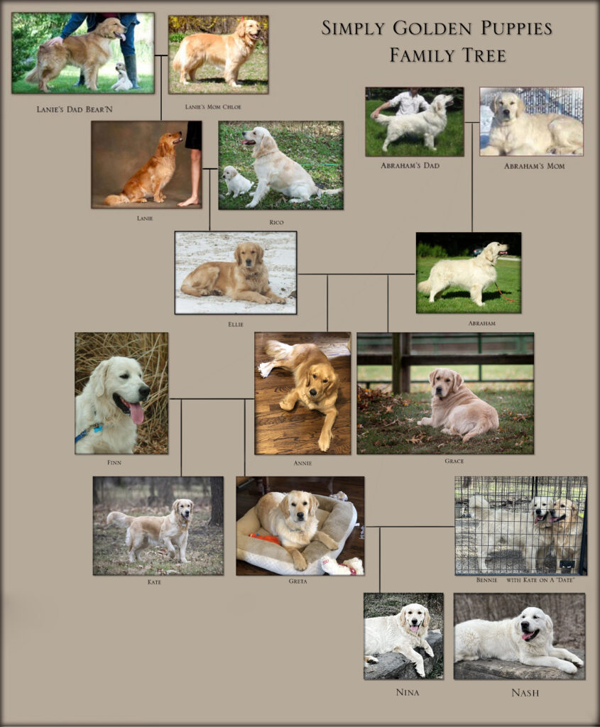 Simply_Golden_Puppies_Family_Tree
Generations_of_Golden_Retrievers