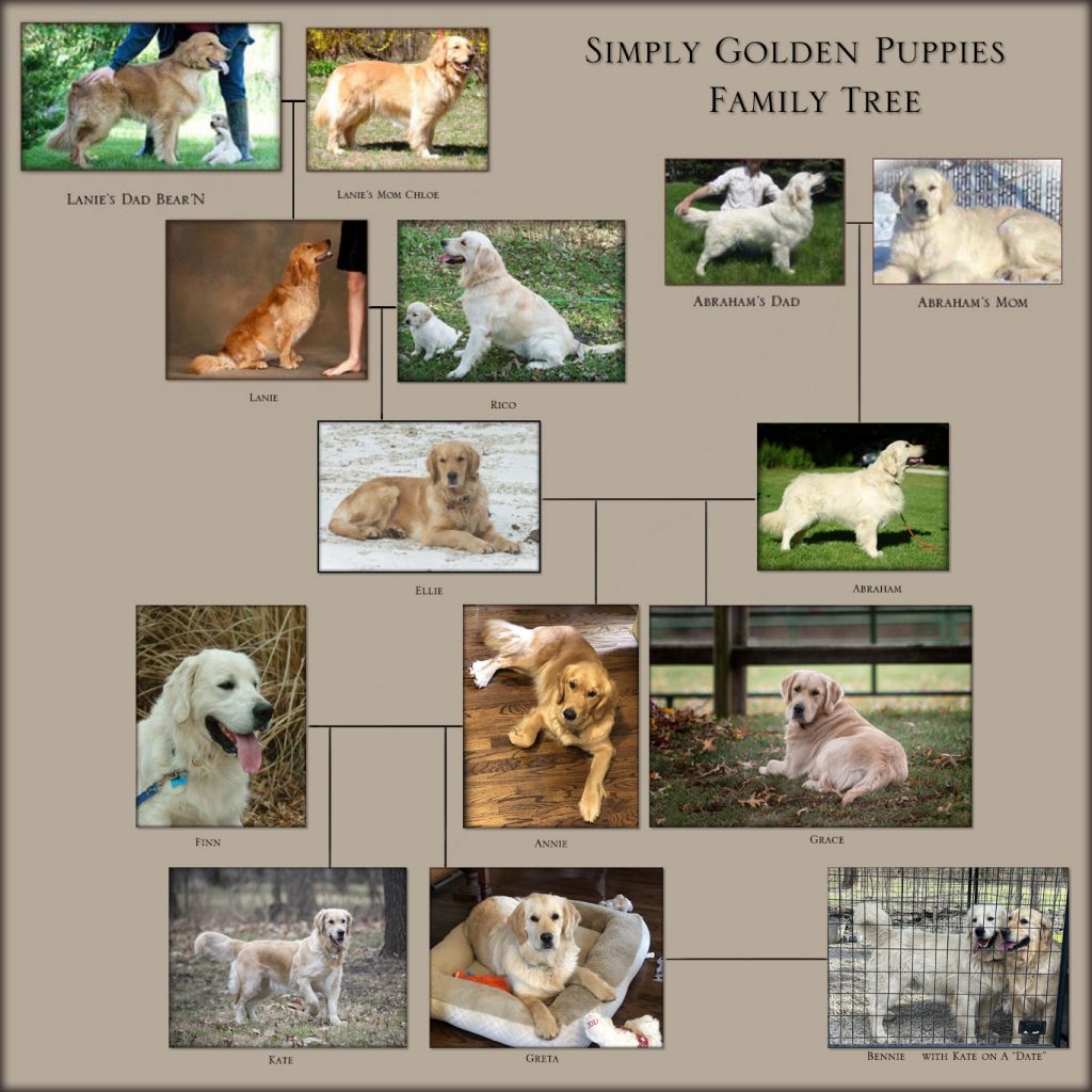 Golden-Retrievers-For-Sale
