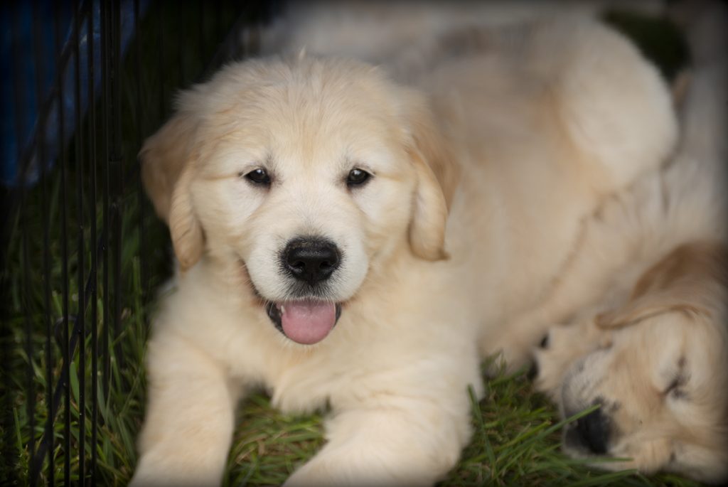 Kansas sales city retrievers