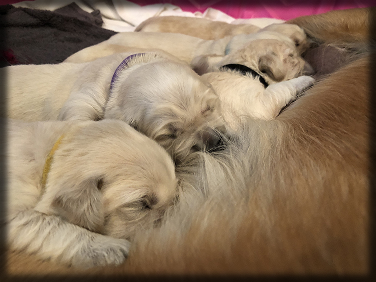 new-born-golden-retriever-puppies-
AKC-Registered-Golden Retriever-Puppies