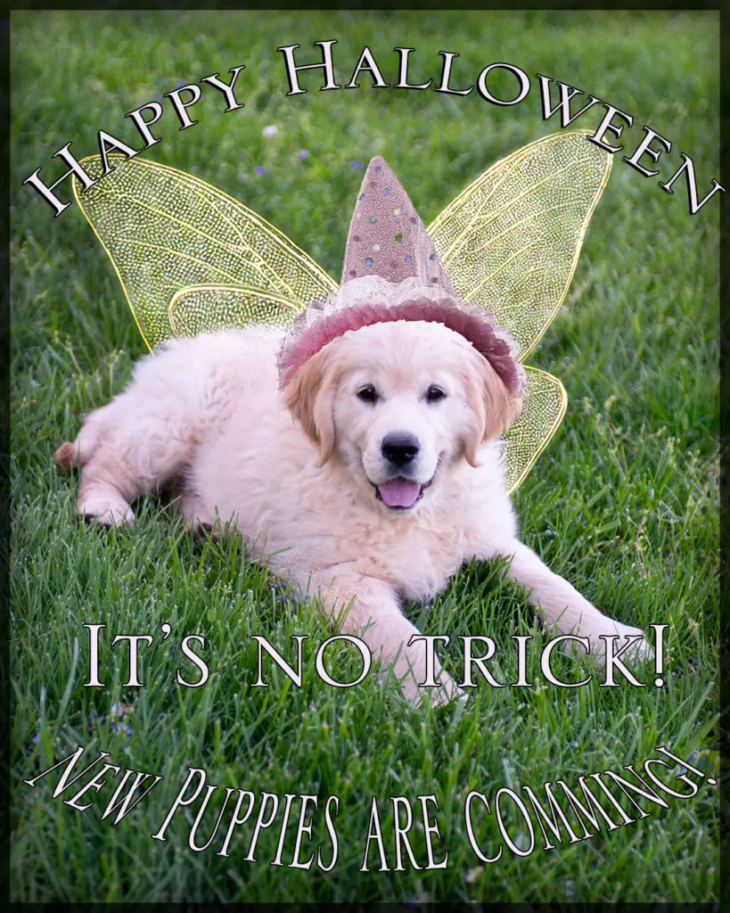 Golden Retriever puppy wearing a Halloween costume announcing new Christmas Golden Retriever litters in Paola, Kansas.