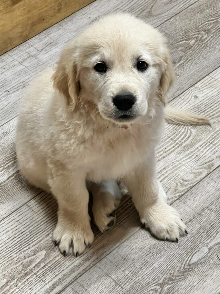 Champion_Golden_Retriever_Puppy_for_Sale
