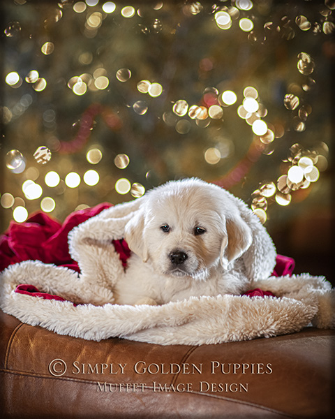 White_Male_Golden_Retriever_Puppy_For_Sale., Simply_Golden_Puppies